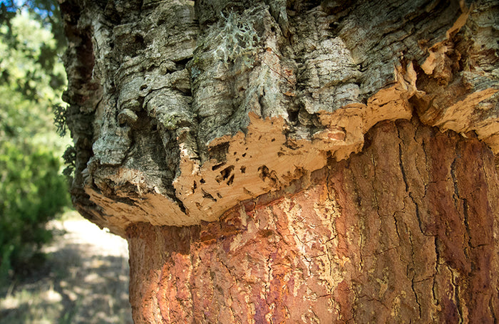 Cork
